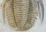 Cornuproetus Trilobite - Beautiful Specimen #58729-3